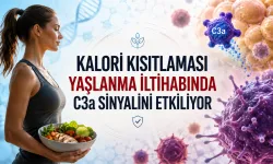 İki yıllık kalori kısıtlamasında bağışıklık sisteminde değişim görüldü