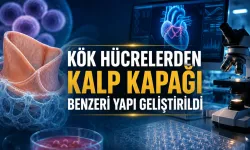 İnsan Kök Hücrelerinden Kalp Kapağı Benzeri Yapı Geliştirildi