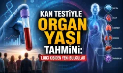 Kan Testiyle Organ Yaşı Tahmini: 1.803 Kişiden Yeni Bulgular