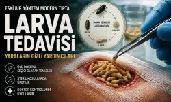 Savaş Meydanlarında Fark Edildi, Modern Tıbba Döndü: Larvalarla Yara Tedavisi