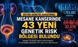 Mesane Kanserinde 43 Yeni Genetik Risk Bölgesi Belirlendi