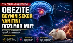 Obezite Beynin Yüksek Kan Şekerine Verdiği Yanıtı Bozuyor mu? Yeni Çalışmadan Bulgular