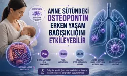 Anne Sütündeki Bir Protein Erken Yaşam Bağışıklığını Etkileyebilir