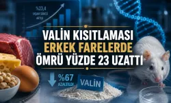 Valin Kısıtlaması Erkek Farelerde Medyan Ömrü Yüzde 23 Uzattı