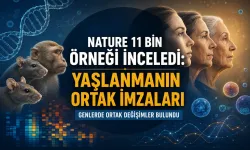 Nature 11 Bin Örneği İnceledi: Yaşlanmanın Ortak İmzaları