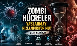 Zombi Hücreler Yaşlanmayı Hızlandırıyor mu? Bilim Ne Diyor