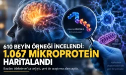 610 Beyin Örneği İncelendi: 1.067 Mikroprotein Haritalandı, Bazıları Alzheimer’da Değişti