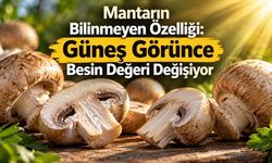 Mantarın Faydaları Neler? Besin Değeri, D Vitamini ve Bilimsel Kanıtlar