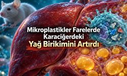 Mikroplastikler Farelerde Karaciğerde Yağ Birikimini Artırdı.
