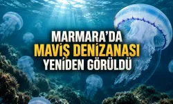 Marmara’da Maviş Denizanası Yeniden Görüldü: Bilimsel Kaydı 2020’ye Uzanıyor