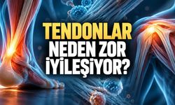 Kas ve Kemik İyileşirken Tendonlar Zor Toparlanıyor: Yeni Bulgular