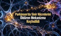 Parkinson Modellerinde Demir Birikimini Hedefleyen Müdahaleler Hücre Kaybını Azalttı