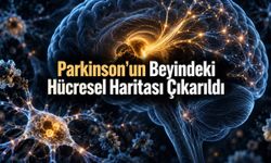 Parkinson’da hücre kaybına yeni bakış: İki sinir hücresi grubu farklı etkileniyor