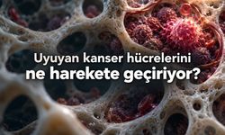 Kanser neden yıllar sonra tekrarlar? Uyuyan hücrelere ilişkin yeni araştırma