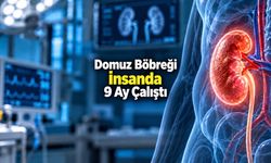 Diyalizin Geleceğini Değiştirebilir: Domuz Böbreği İnsanda 9 Ay İşlev Gördü