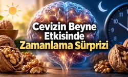 Cevizi Kahvaltıda Yemenin Beyin Üzerindeki Etkisi: 6 Saat Sonra Dikkat Çeken Sonuç