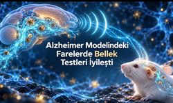 Ultrakısa dalga farelerde beynin atık temizliğini artırdı