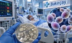 Yoğun Bakımda Candida auris: 70 Hastanın 7’sinde Tehlikeli Mantar Saptandı