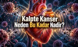 Kalpte Kanserin Nadirliğinde Mekanik Yük Bulgusu