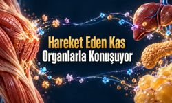 Kaslarımız Hareketin Ötesinde Vücuda Kimyasal Mesajlar Gönderiyor