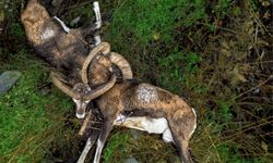 Kıbrıs Trodos Dağları’nda Birbirine Dolanmış İki Muflon Ölü Bulundu