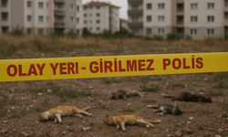 Eskişehir’de Dehşet: Boş Arsada 8 Ölü Kedi Bulundu!
