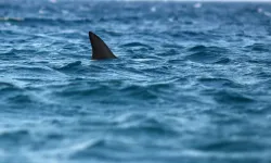 Trabzon Açıklarında Köpek Balığı Hareketliliği Endişe Yaratıyor