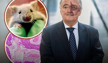 Yeni Bir Çalışma, Pankreas Kanserinin En Yaygın Türünün Hayvan Modellerinde Ortadan Kaldırılabildiğini Gösteriyor