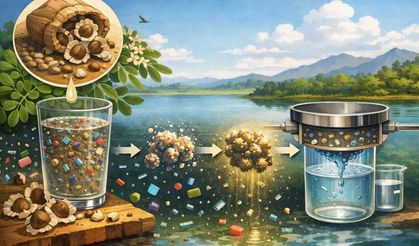 Mikroplastiklere Karşı Doğal Formül: Moringa Tohumu Suyu Temizleyebilir