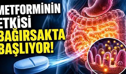 Metforminin Etkisi Bağırsakta Başlıyor: Diyabet İlacı İçin Yeni Mekanizma
