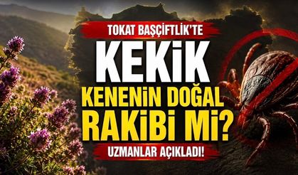 Başçiftlik’te Kekik ve Kene Gözlemi: KKKA Riskinde Bitki Örtüsü Etkili Olabilir mi?