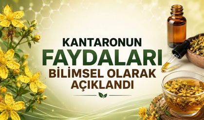 Kantaron Yağı Nedir, Ne İşe Yarar? Faydaları ve Riskleri Bilimsel Verilerle Açıklandı