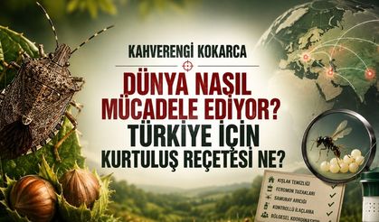 Kahverengi Kokarca ile Dünya Nasıl Mücadele Ediyor? Türkiye İçin Kurtuluş Reçetesi Ne?
