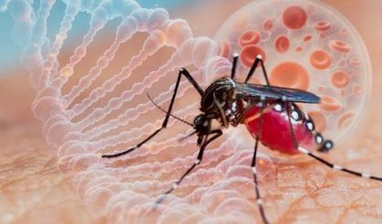 Dang Virüsü Nedir? Sivrisinek Isırığı Sonrası Ortaya Çıkabilen Belirtiler