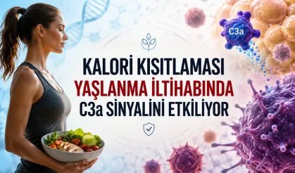 İki yıllık kalori kısıtlamasında bağışıklık sisteminde değişim görüldü