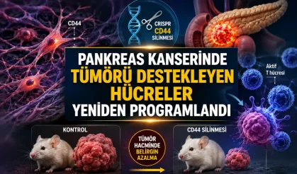 Pankreas Kanserinde Tümörü Destekleyen Hücreler Yeniden Programlandı