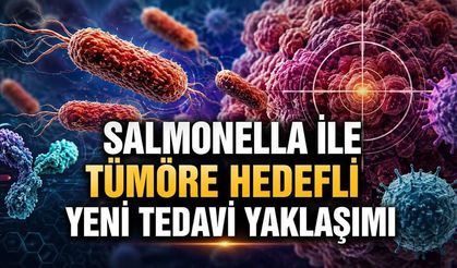 Salmonella ile Tümöre Hedefli Yeni Tedavi Yaklaşımı