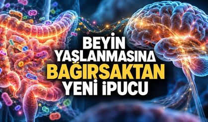 Bağırsak mikrobiyomu ile beyin yaşlanması arasında bağlantı bulundu