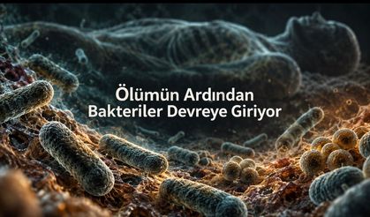 Ölümden sonra vücuttaki bakterilere ne olur?