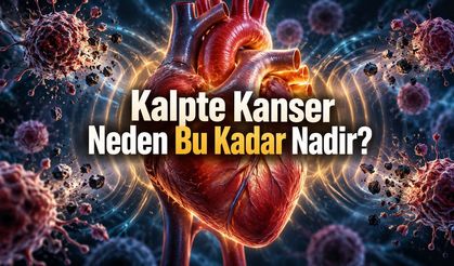 Kalpte Kanserin Nadirliğinde Mekanik Yük Bulgusu