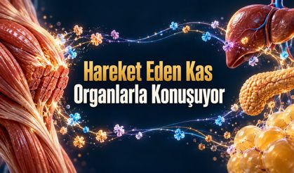 Kaslarımız Hareketin Ötesinde Vücuda Kimyasal Mesajlar Gönderiyor