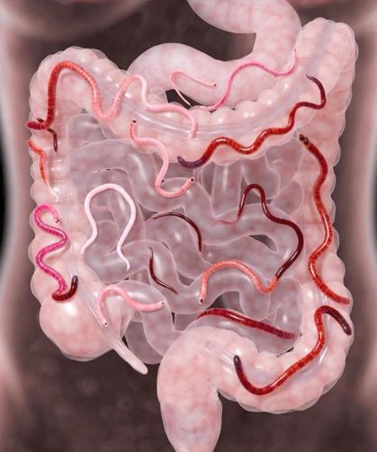 Makat Kaşıntısı Masum Değil! Kurt Belirtisi Olabilir