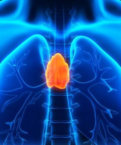 Uzun Yaşamın Anahtarı Bu Organ Olabilir: Timüs İçin Dikkat Çeken Araştırma