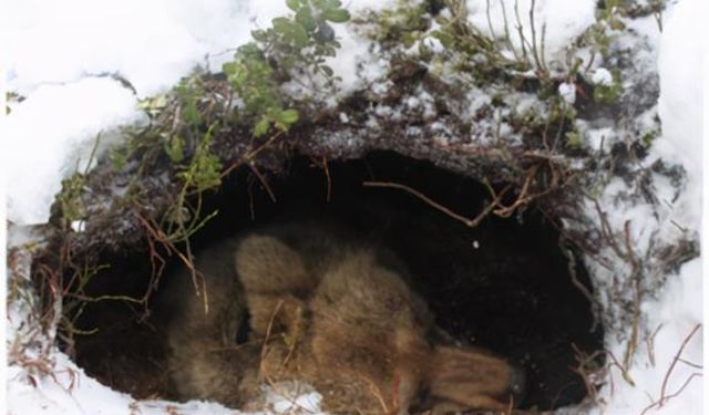 Trabzon’da Kar Yağdı, Ayılar Derin Uykuya Daldı: Doğa Kendi Dengesini Hatırladı