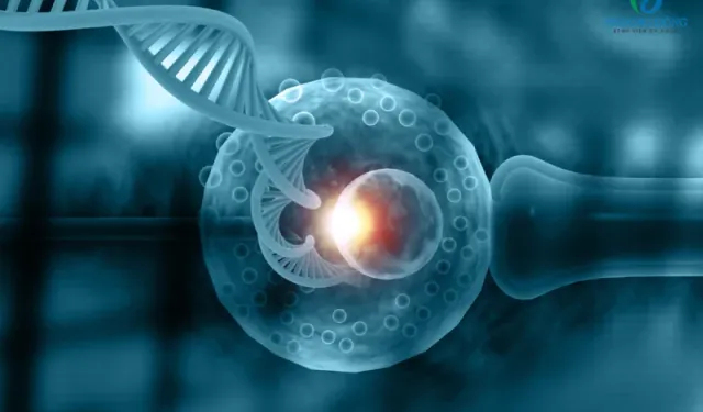 Tüp bebekte yaşa göre başarı oranları: Kimler için şans daha yüksek, neler etkiliyor?