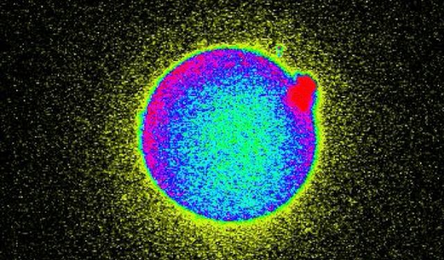 Döllenme anında hücrede ışık gibi yayılan dalga görüntülendi