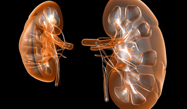 İnsanlara Domuz Böbreği Nakli: Tıp Tarihinde Bir İlk Daha