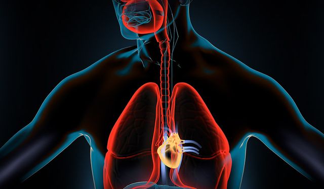 Akciğerlerdeki Sorunun Kaynağı Bir Protein Olabilir mi? CFTR