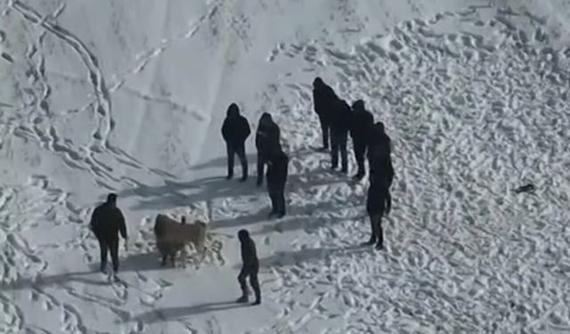 Avanos Mahmat Köyü’nde Köpek Dövüşü İhbarı: 10 Kişi Yakalandı