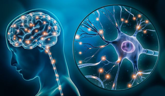 Vagus Siniri Sessizce Uyarıyor: Gece Yemek Bedel Ödetebilir